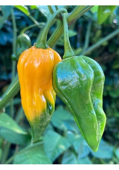 Devil S Tongue Yellow Pepper / 300.000 Scoville - Gerçek Taze Acı Biber