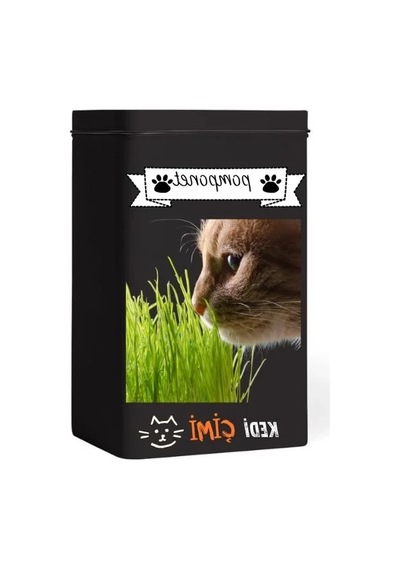 Yıl Boyu Yeşil Kedi Çimi - Pomponet