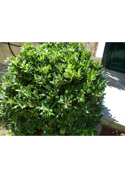 Pitos Porum Fidanı 25-30 Cm Tobira Nana