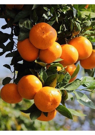 Videolu Ferah Kokulu 1 Adet Primasol Mandalina Fidanı 120-180cm Saksılı\tüplü Primasol Mandarin