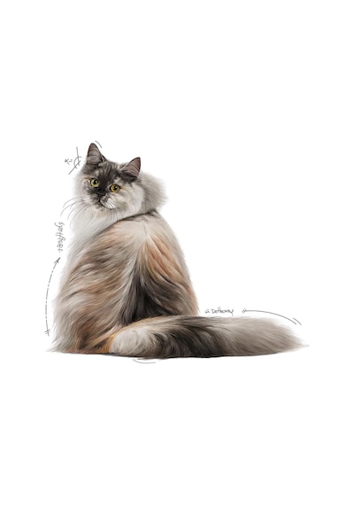 Royal Canin Hair & Skin Gravy Yetişkin Kedi Yaş Maması 12 X 85 Gr
