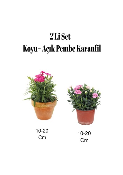 2'li Set Açık Pembe Koyu Pembe Karanfil Çiçeği Dış Mekan Bitkisi