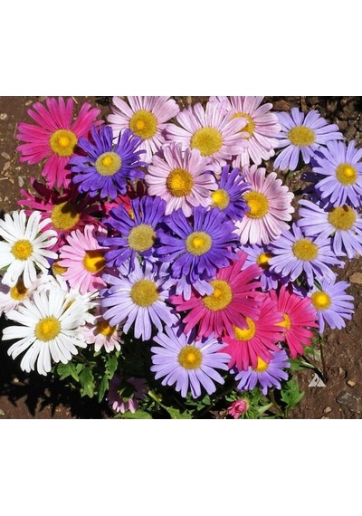 Arzuman Aster Çiçek Tohumu 50 Adet