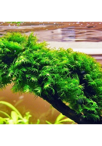 Fissidens Fountanus Tele Sarılı 5x5cm Yeni Sarım Canlı Bitki Diğer