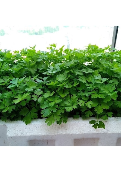 Geniş Büyük Yapraklı Saksılık Maydanoz Tohumu 1 Gram