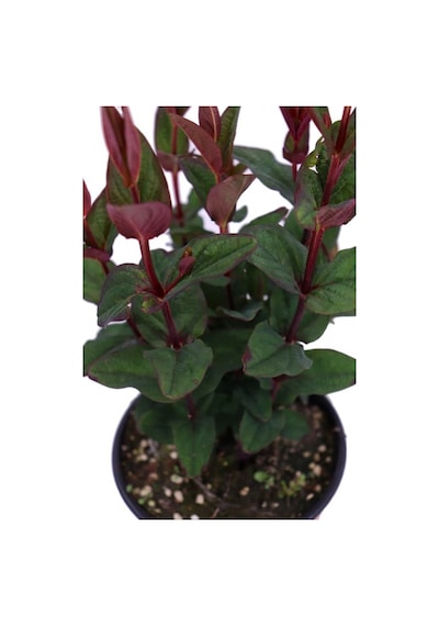 Siyah Kantaron Çalısı 5 Adet - Hypericum Inodorum Magical Black