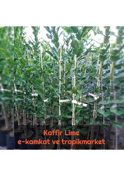 5 Yaş Aşılı Kaffir Lime Limon Fidanı. Torbada