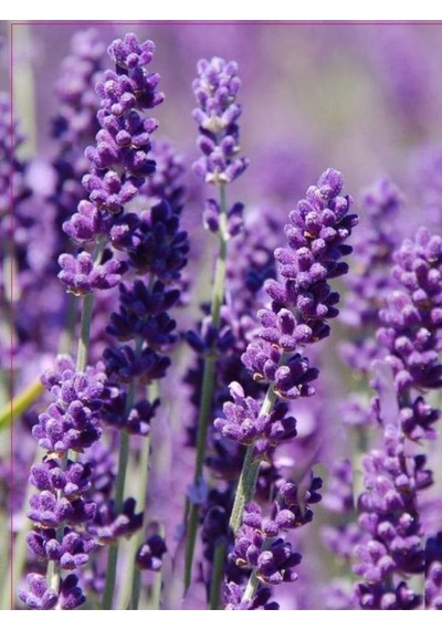 Videolu Şahane Kokulu 5 Adet Lavanta Çiçeği Fidanı 40-60cm Saksılı Lavander