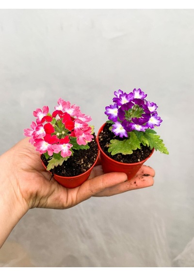 Videolu 2 Adet Karışık Renk Mine Çiçeği Mini Saksıda 10-15 Cm Tüplü Çiçekli Bodur Verbena