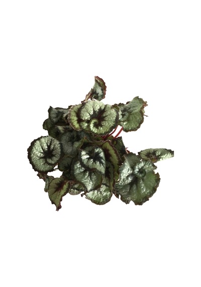 Begonia Rex 'Escargot' (Begonya Çiçeği) Ø12 CM Y20-25 CM