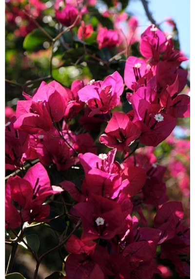 Bougainvillea Sarmaşık - Begonvil Sarmaşık Kırmızı 20-25 Cm 1.kalite Özel Ürün