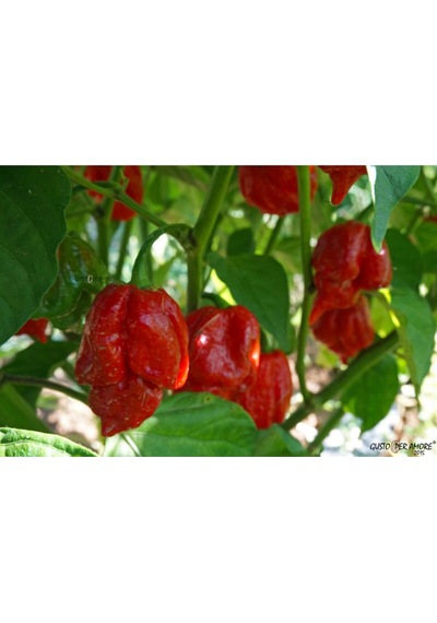 Trinidat Moruga Scorpion Tohumu Tropikal Sebze Tohumları 5 Adet Tohum