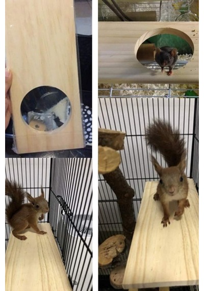 Ahşap Stand Platformu Papağan Muhabbet Kuşu Papağan Papağanı Conure Hamster Fare Chinchilla