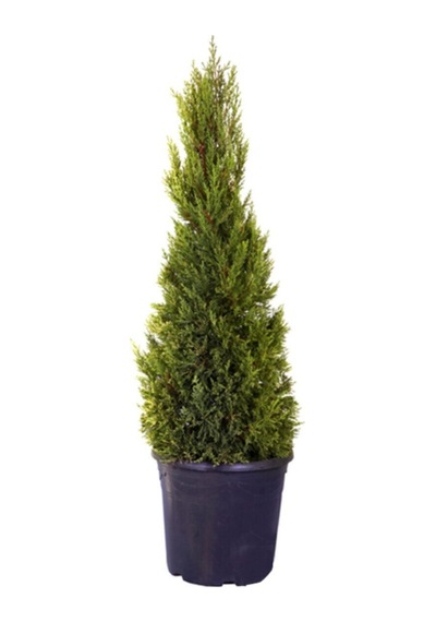 Videolu Limon Çamı/servi 1 Adet Saksılı/tüplü 30-60 Cm Dış Mekan Bitkisi Cupressus Macrocarpa