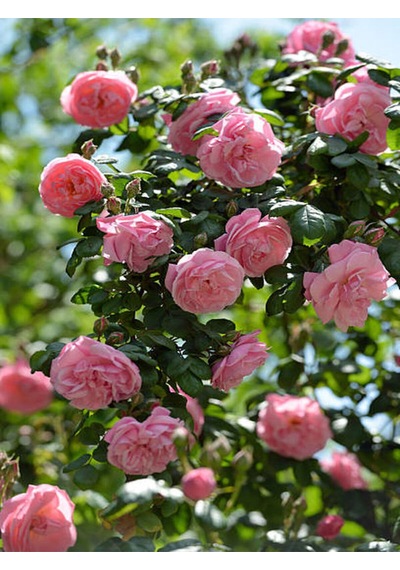 Videolu Sarmaşık Gül Pembe Renkli Kokulu 60 80 Cm 3 Adet Aşılı Gül Pink Rose