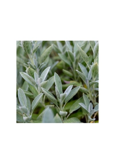 Kokulu Şalba Fidanı Salvia Adaçayı 10-20 Cm