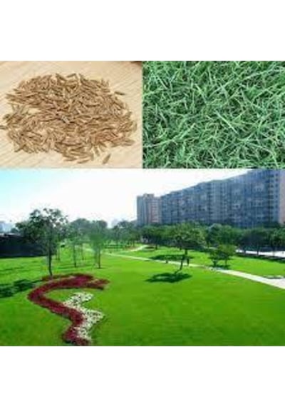 250 Gram Çim Tohumu Ithal 3lü Karışım Özel Çim Yeşil Çim Tohumu Sürpriz Hediye Tohumla Ginderilir..