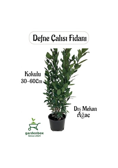 Yaprağı Kokulu Defne Fidanı 1 Adet Saksılı/tüplü Laurus Nobilis