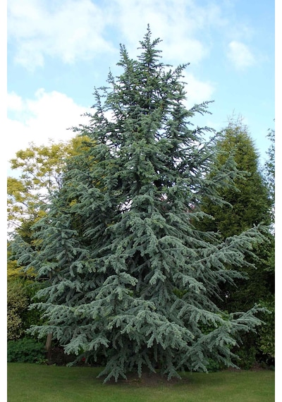 Mavi Atlas Sedİri Cedrus Atlantica 50-70 Cm
