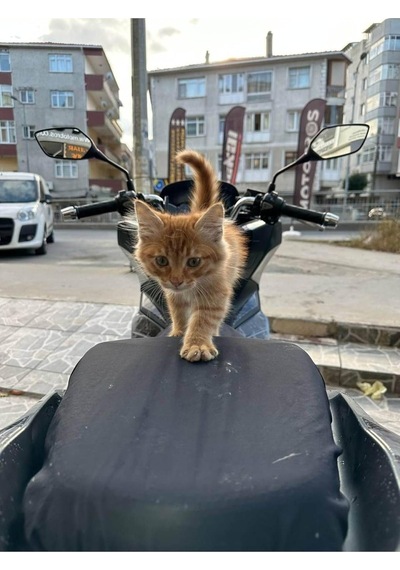 Motobros Vespa Primavera 150 Uyumlu Motosiklet Siyah Sele Kılıfı, Su Geçirmez Kumaş