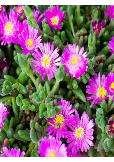 Videolu Renkli 5 Çeşit 5 Adet Kabristan Çiçek Seti 40-80cm Saksılı Chrysanthemum