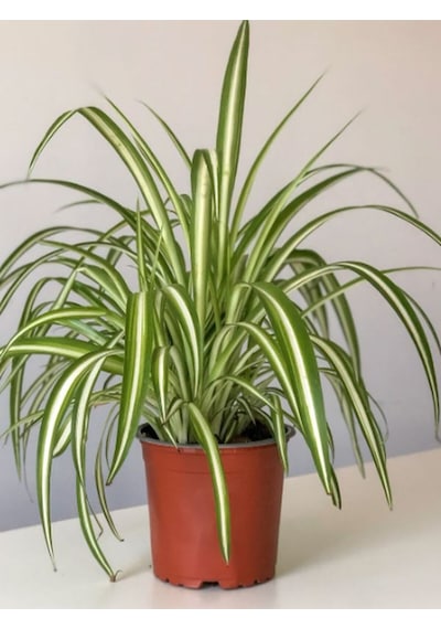 Çok Avantajlı Bol Köklü Dolgun Kurdele Çiçeği Chlorophytum Comosum 20-40cm