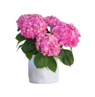 Pembe Ortanca Fidanı Beş 5 Adet 10-20 Cm