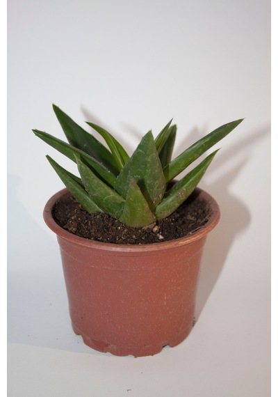 Haworthia Pentagona Sukulent Tekli 8,0 Cm Orta Boy Saksıda Haworthia Pentagona Sukulent Tekli 8,0 Cm Orta Boy Saksıda