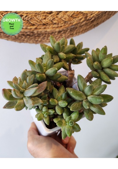 Pachyphytum Multi Form Sukulent 1 Adet