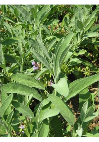 Tıbbi Adaçayı Salvia Officinalis 15 25 Cm