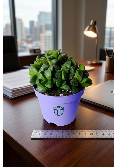 Haworthia Retusa Canlı Sukulent Ev Bitkisi 8.5 Cm Saksıda