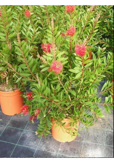 Fırça Çalısı Çiçeği Kırmızı Saksılı 30-60 Cm