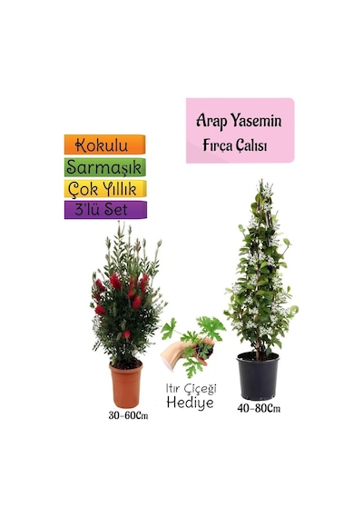 Kokulu Arap Yasemini+kırmızı Fırça Çalısı+ıtır Çiçeği 3'lü Bahçe Seti