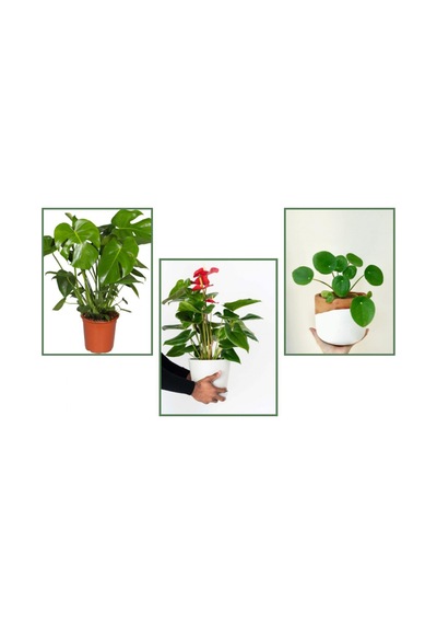 Deve Tabanı (Monstera) & Pilea & Anthoryum