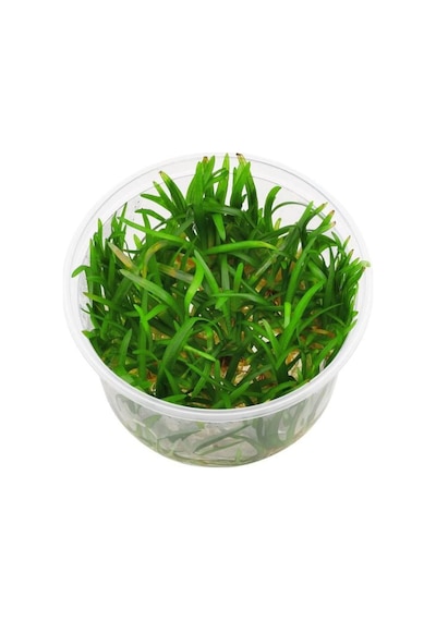 Sagittaria Subulata In Canlı Bitki