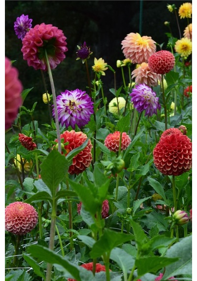 Dahlia Tohumu Dekoratif Dev Çiçekli Yıldız Çiçeği Variabilis Giants Mix