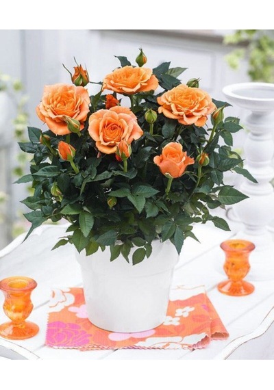 Videolu 1 Adet Canlı Turuncu Bodur Gül Fidanı 20-40 Cm Tüplü Çiçekli Bodur Bitkiler Orange Rose