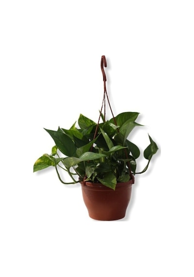 Epipremnum Pathos Potos Sarmaşığı Fidanı 10-20 Cm