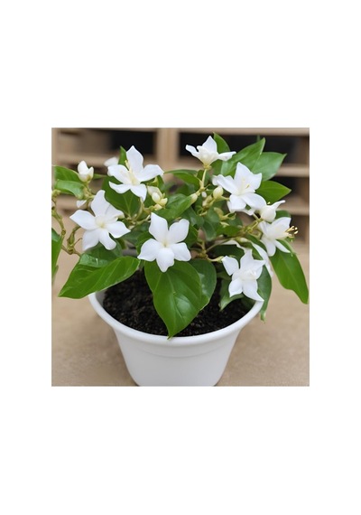 Rhyncospermum Jasminoides Star Arap Yasemini Fidanı 10-20 Cm