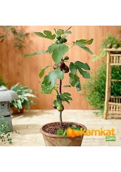 2 Yaş Bonsai Bodur Incir Fidanı. Saksıda