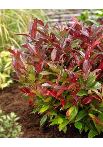 Bahçevilya 50-60 Cm Boyunda Alev Ağacı Photinia Fraseri Fidanı