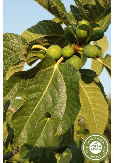 Yörem Afyon Aydın Yöresinden Ege'nin İncisi Bilge Ağaç Hakiki İncir Yaprağı, Fig Leaf Ficus Carica 45gr.