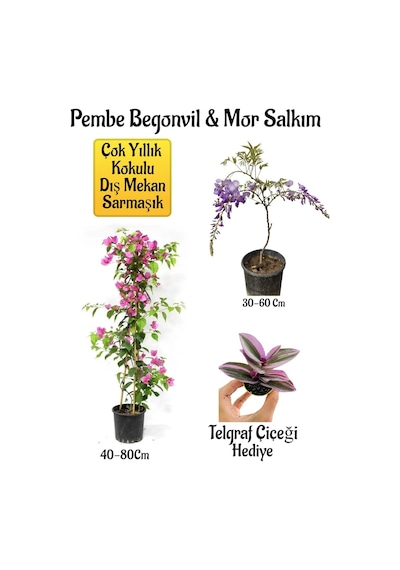 Pembe Begonvil Çiçeği+mor Salkım Ağacı Fidanı Telgraf Çiçeği Hediyeli Bahçe Peyzaj Seti