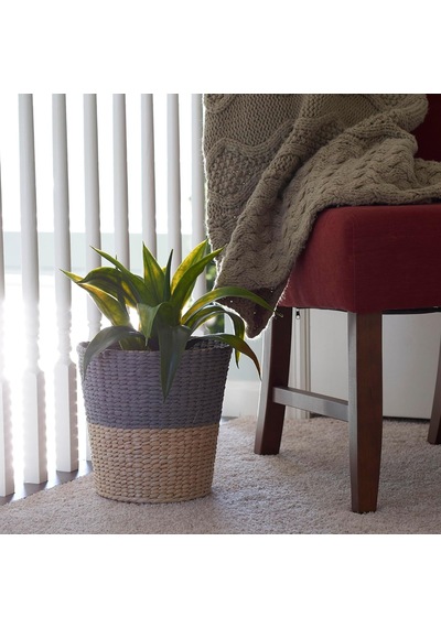 Cattail And Kağıt Atık Sepeti, İki, 2 Ton Belirtilmemiş