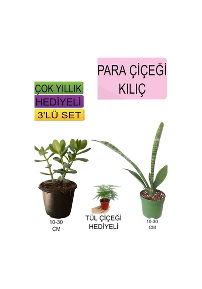 3'lü Set Para Çiçeği+ Kılıç Çiçeği+hediyelik Tül