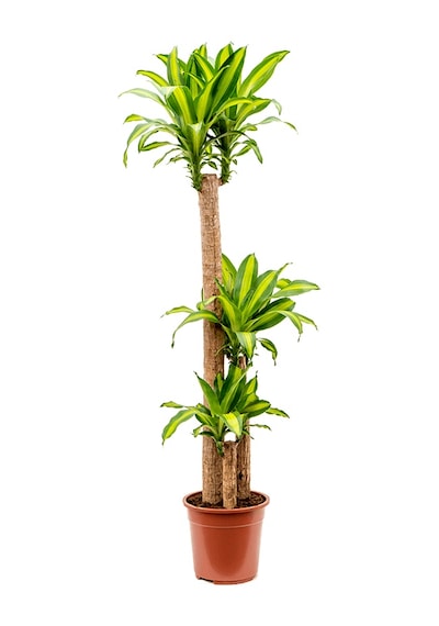 Dracena Massengena 3’lü 100-125 cm