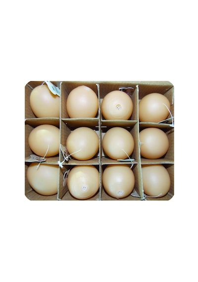 Eastland - 589 - Plastik Yumurta Oyn. - Csmo-tex - 12'li 5cm