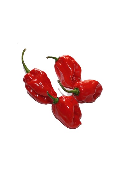 10+ Kırmızı Habanero Dünyanın En Acı Biber Tohumu N113194