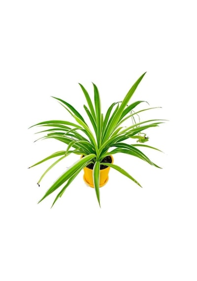Kurdele Çiçeği Chlorophytum 10-20 Cm