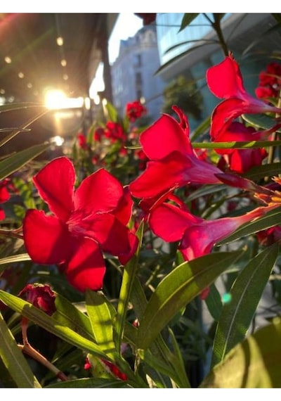 Bodur Kırmızı Zakkum Çiçeği 40-55 Cm Saksılı Çiçekli Bodur Bitkiler Red Oleander